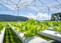 hydroponic farming