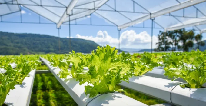 hydroponic farming